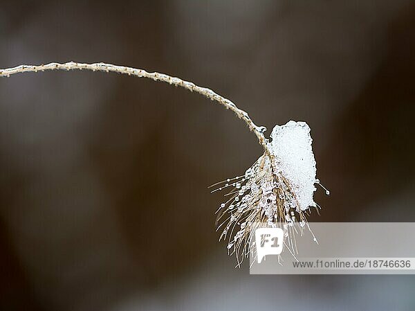 Makro eines gefrorenen Grases mit etwas Schnee darauf geringe Schärfentiefe mit selektivem Fokus