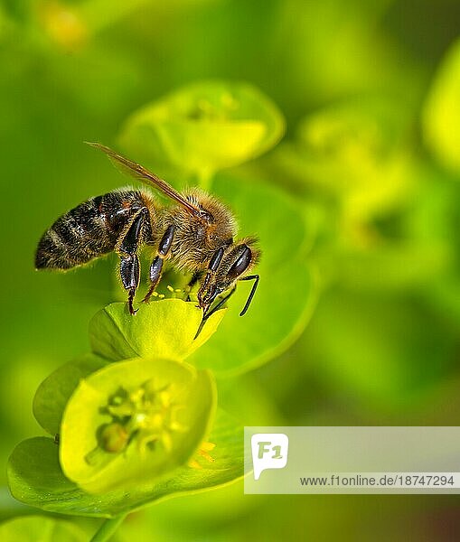 Makro einer Biene  die Nektar auf einer Blüte sammelt