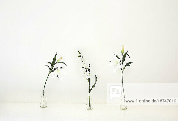 Schöne natürliche Lilien in Glasvasen an einer weißen Wand in einem hellen Raum