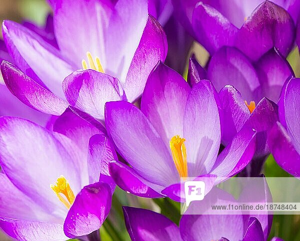 Frühling mit einem lila Krokus Blüte blüht Hintergrund