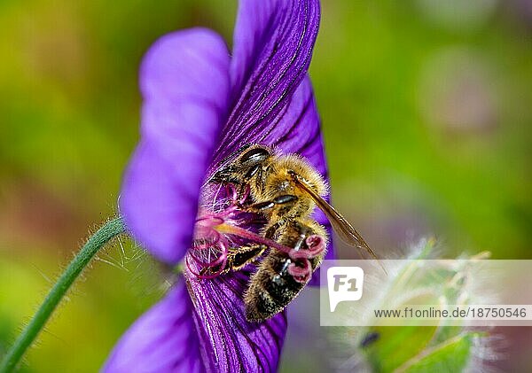 Makro einer Biene  die Nektar auf einer Blüte sammelt