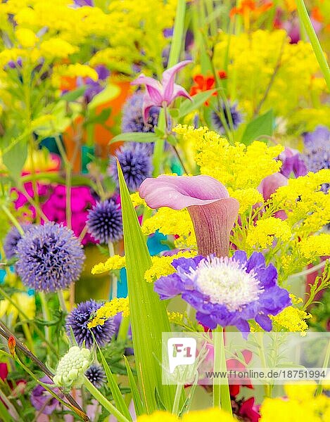 Blumenbeet mit verschiedenen Sommerblumen selektiver Fokus mit geringer Schärfentiefe