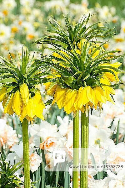 Gruppe von gelben Blüten (Fritillaria imperialis)