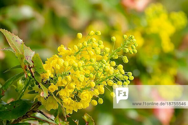Nahaufnahme von gelben Mahonia Blüten