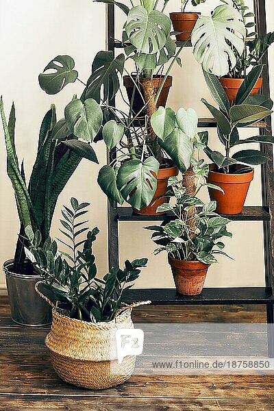 Verschiedene frische Pflanzen in Töpfen auf Leiter in der Nähe von beige Wand in gemütlichen Raum zu Hause platziert