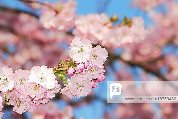 Frühling: rosa Kirschblüten