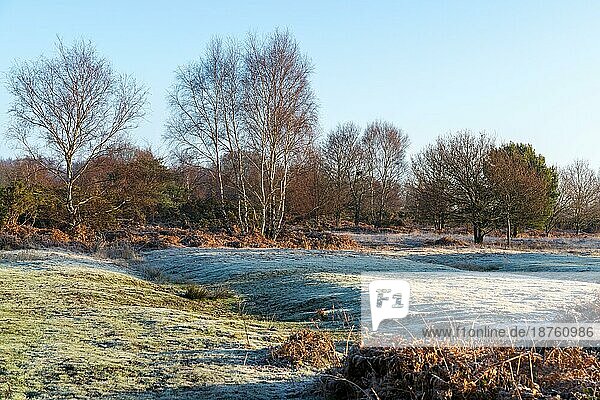 Frostiger sonniger Tag im Chailey-Naturschutzgebiet in East Sussex