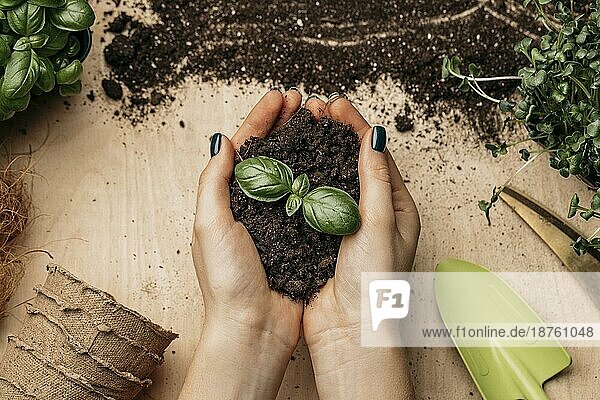 Draufsicht weibliche Hände halten Erde Pflanze. Foto mit hoher Auflösung