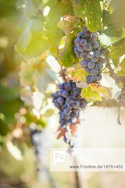 Üppige Weintrauben hängen am Rebstock