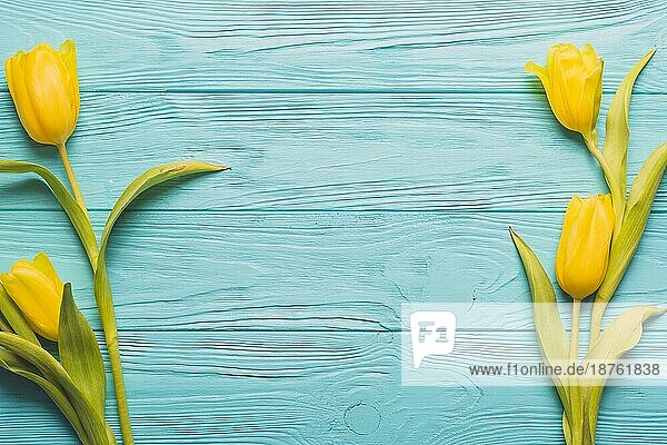 Gelbe Tulpen türkisfarbener Hintergrund