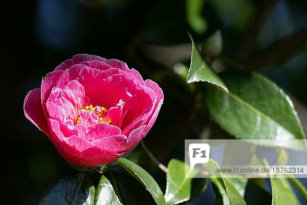 Rosa Kamelie in voller Blüte in East Grinstead