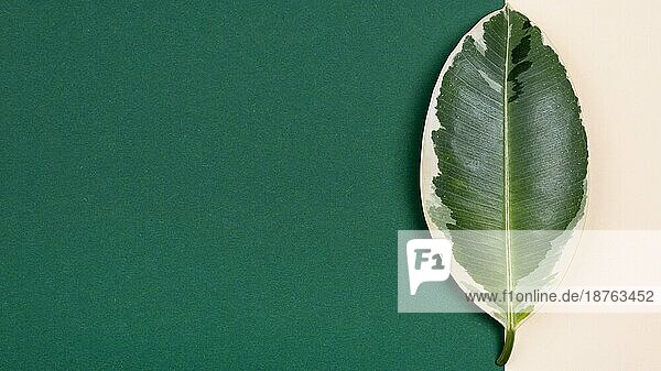 Draufsicht schöne Pflanze Blatt mit Kopie Raum. Auflösung und hohe Qualität schönes Foto