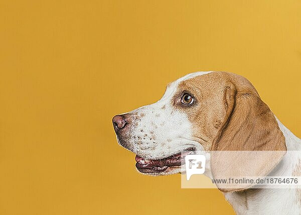 Seitenansicht Hund mit schönen Augen. Auflösung und hohe Qualität schönes Foto