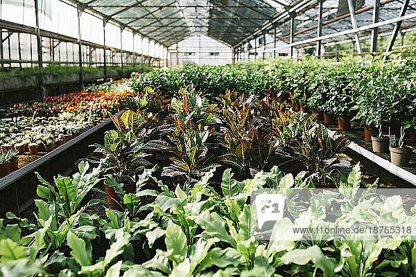 Topfpflanzen wachsen Gewächshaus. Auflösung und hohe Qualität schönes Foto