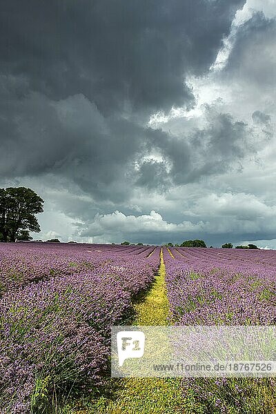 Stürmischer Himmel über einem Lavendelfeld in Banstead Surrey