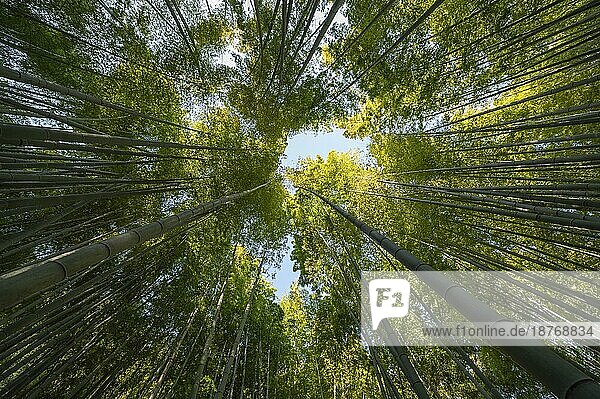Foto Wald mit Bäumen in Großaufnahme Auflösung und hohe Qualität schönes Foto