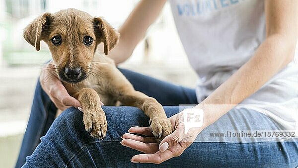 Süßer Rettungshund  der von einer Frau gehalten wird. Foto mit hoher Auflösung