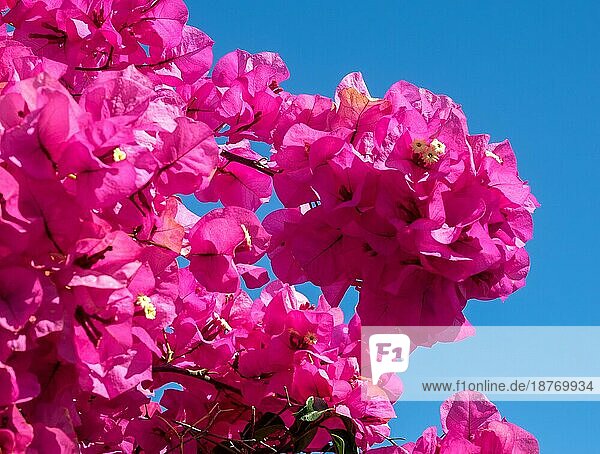Leuchtend rosa Bougainvillea blüht in Marbella üppig