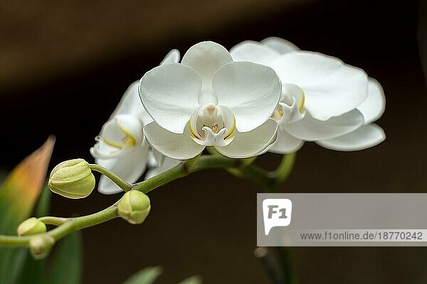 LOS PALMITOS  GRAN CANARIA  SPANIEN - 8. MÄRZ : Blühende weiße Orchidee in Los Palmitos  Gran Canaria  Spanien am 8. März 2022