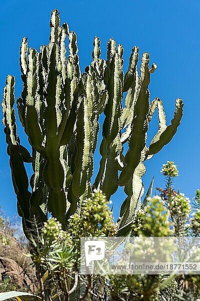 LOS PALMITOS  GRAN CANARIA  SPANIEN - 8. MÄRZ : Kandelaberbaum in Los Palmitos  Gran Canaria  Spanien am 8. März 2022