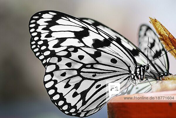 Idea Leuconoe (Baumnymphe) Schmetterling