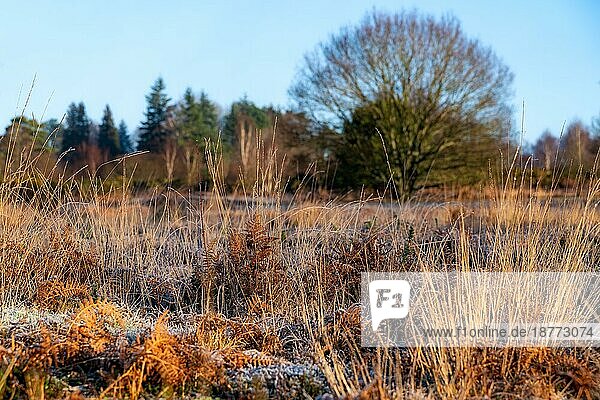 Frostiger sonniger Tag im Chailey-Naturschutzgebiet in East Sussex