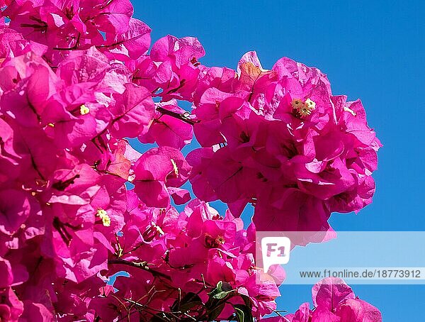 Leuchtend rosa Bougainvillea blüht in Marbella üppig