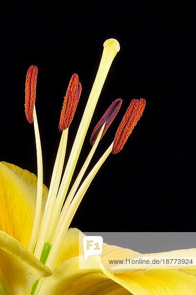Gelbe Lilie (lilium) Nahaufnahme vor dunklem Hintergrund