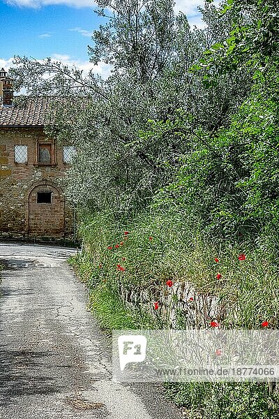 PIENZA  TOSKANA  ITALIEN - 19. MAI : Mohnblumen wachsen wild an einer Straße in Pienza  Toskana  am 19. Mai 2013