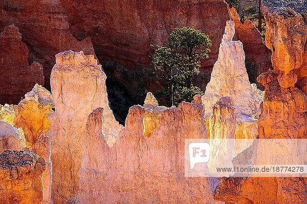 Detail aus dem Bryce Canyon im Süden Utahs