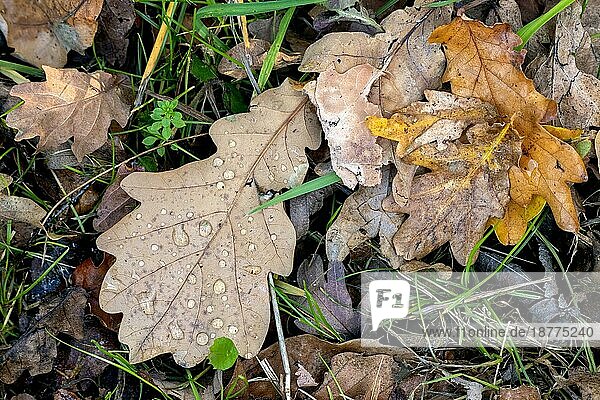 Gefallene Eichenblätter auf dem Boden im Herbst