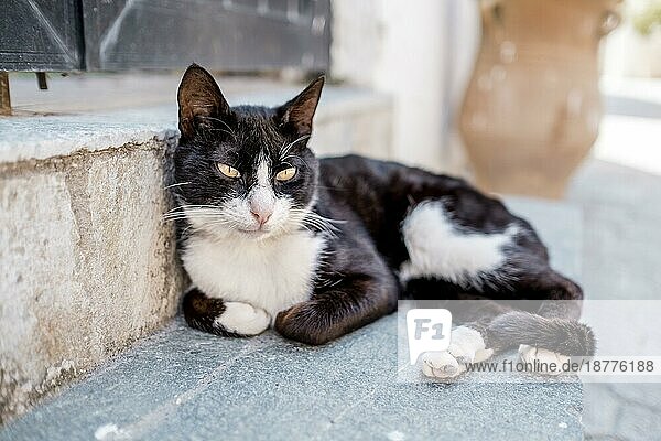 Close Up Portrait von Straßenkatzen in Kreta Griechenland im Sommer