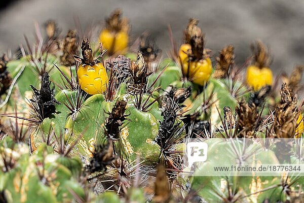 LOS PALMITOS  GRAN CANARIA  SPANIEN - 8. MÄRZ: Kaktuswachstum in Los Palmitos  Gran Canaria  Spanien am 8. März 2022