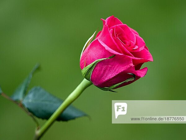 Nahaufnahme einer rosa Hybrid-T-Rose