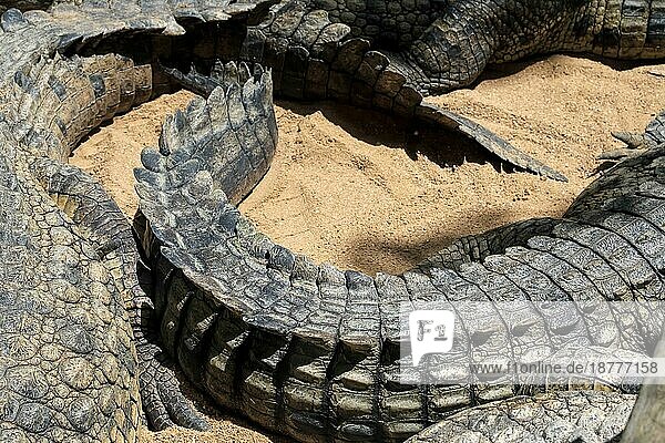 Nilkrokodil (Crocodylus niloticus) im Bioparc Fuengirola