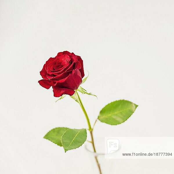 Frische rote Blüte Vase. Auflösung und hohe Qualität schönes Foto