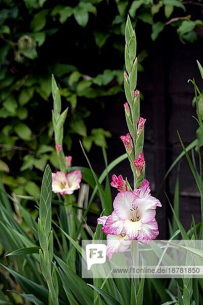 Rosa und weiß blühende Gladiolen-Hybride in einem englischen Garten