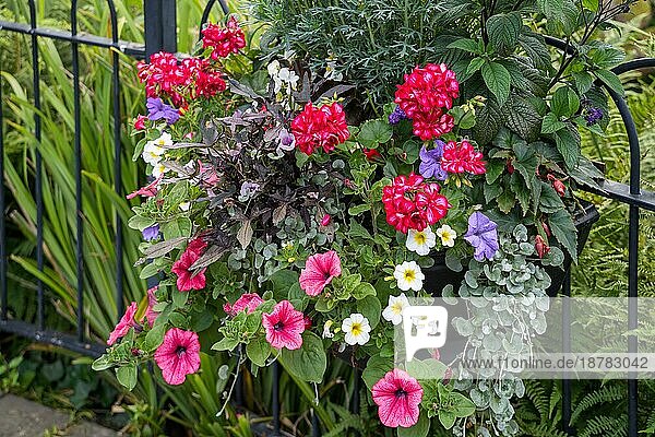 Blick auf eine Blumenausstellung im Quarry Park  Shrewsbury  Shropshire  England  Großbritannien  Europa
