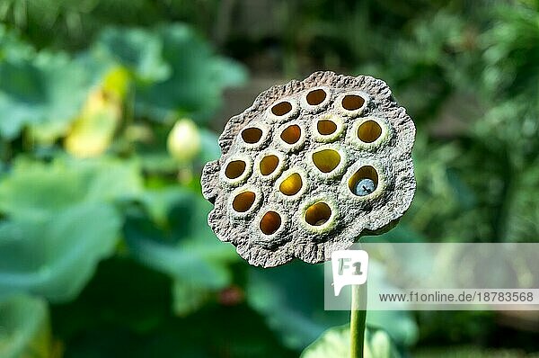 Lotosblume (Nelumbo nucifera) Blume
