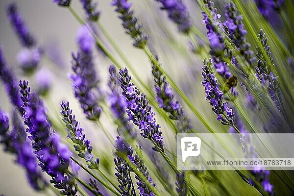 Close Up of Beautiful Lavendel blüht im Frühsommer an einem sonnigen Tag mit weichen Hintergrund Bokeh