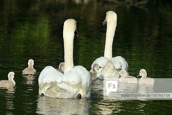 Höckerschwan (Cygnus olor) Paar mit jungen Küken  Hump swan pair with young fledglings