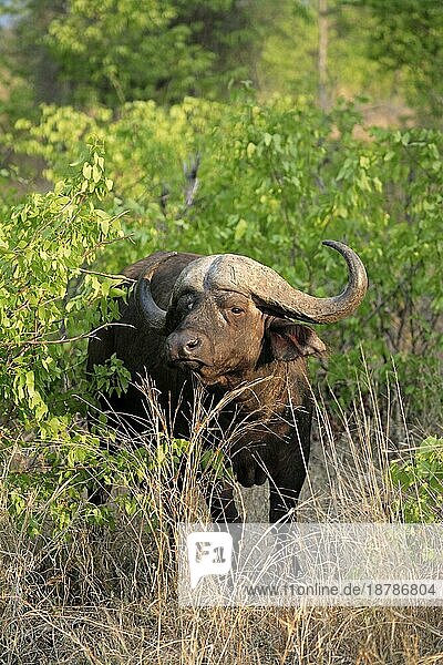 Kaffernbüffel (Syncerus caffer)  Krüger National Park  Südafrika  Adult  männlich African Buffalo  Kruger National Park  South Africa African Buffalo  South Africa  male