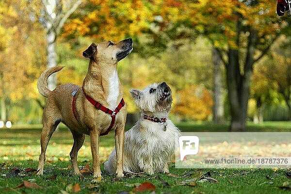Cairn Terrier und Mischlingshund (canis lupus familiaris) stehen auf einer Wiese vor Bäumen mit bunter Laubfärbung  FCI-Standard Nr. 4  Cairn Terrier and mixed breed dog in front of trees with autumnal colors