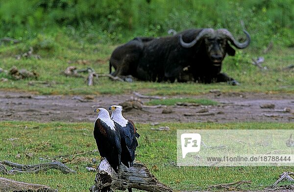 Schreiseeadler (Haliaeetus vocifer) und Afrikanische Büffel oder Kaffernbüffel (Syncerus caffer) Kenia  African Fishing Eagle and African buffaloes or Kaffernbüffel Kenya