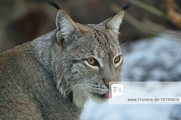 Luchs (Lynx lynx) im Winter Lynx in winter