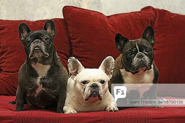3 Französische Bulldoggen sitzen nebeneinander auf der Couch