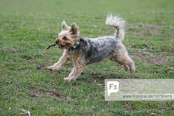 Yorkshire Terrier rennt mit Stock