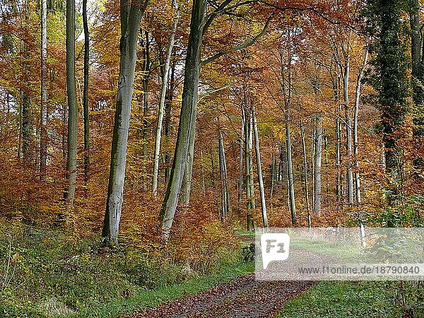 Bunter Laubwald im Herbst  Herbstwald  Waldweg