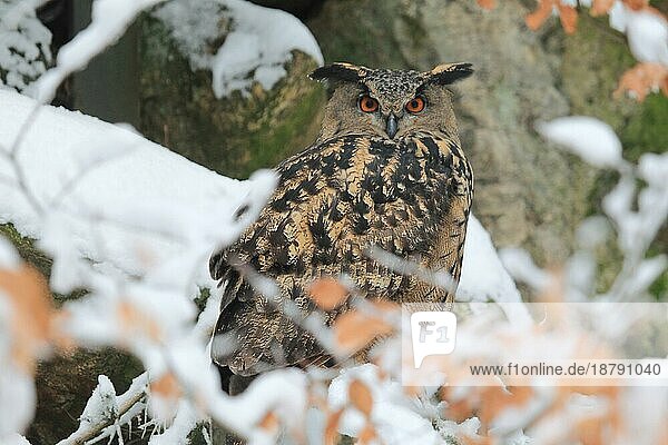 Uhu (Bubo bubo) im Winter Eagle Owl in winter