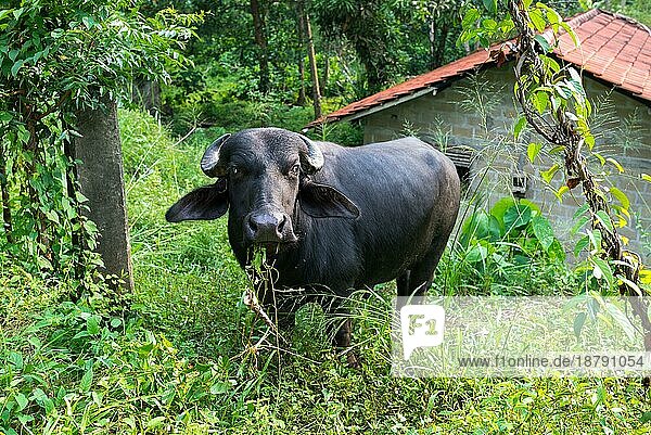 Asiatischer Hauswasserbüffel außerhalb von Unawatuna  einer kleinen Küstenstadt in der südlichen Provinz von Sri Lanka. Meistens handelt es sich um Kreuzungen oder Rassen aus Murrah und Nili Ravi Büffeln. Hauptsächlich für die Milchwirtschaft
